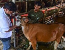 Dinas Peternakan Aceh Pastikan Stok Hewan Kurban Aman Jelang Meugang Idul Adha 1447 H