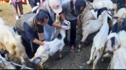 Dinas Peternakan Aceh Jamin Kualitas Hewan Kurban untuk Meugang dan Idul Adha