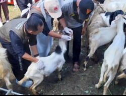 Dinas Peternakan Aceh Jamin Kualitas Hewan Kurban untuk Meugang dan Idul Adha