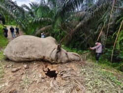 Dua Gajah Sumatera Mati Beruntun di Aceh, BKSDA Didesak Evaluasi Menyeluruh ‎