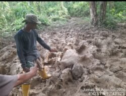 Gajah Ditemukan Mati di Eks HGU PT Atakana Kompeni, LSR dan KSDA Didesak Turun ke Lokasi